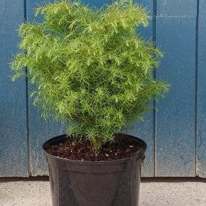 Japonska cedra - kriptomerija