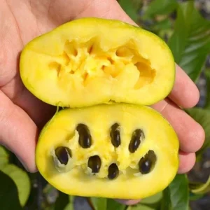 Asimina triloba - Sunflower (samooplodna)