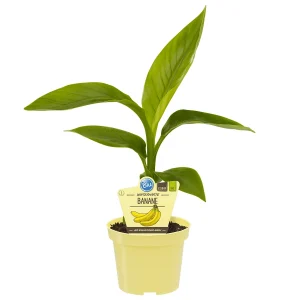 Japonski bananovec - Musa basjoo, p12