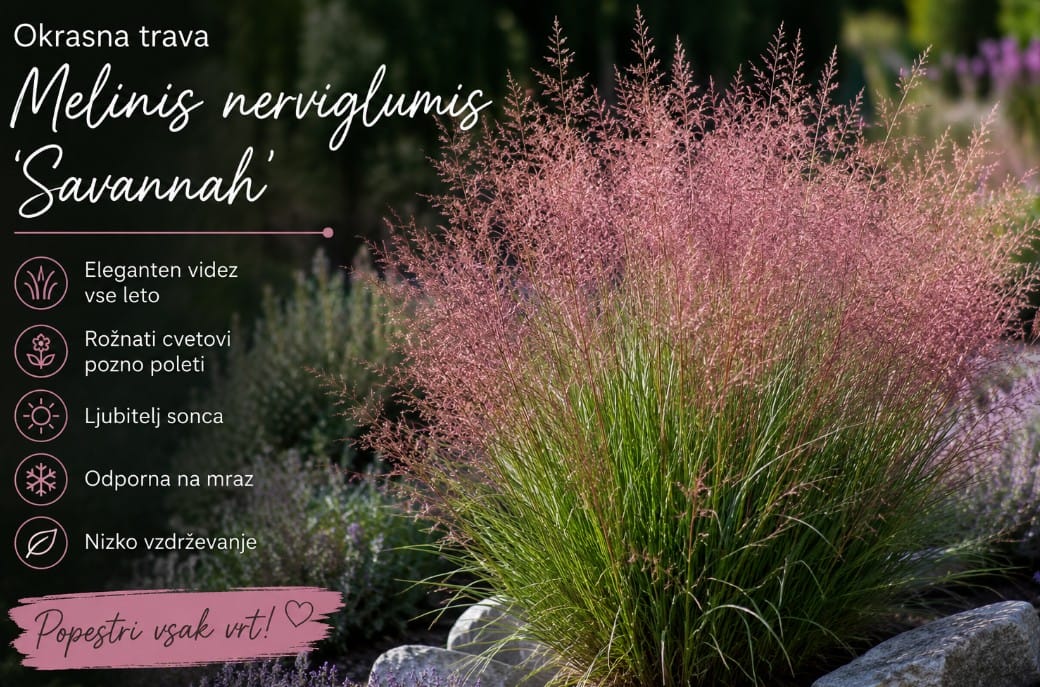 Okrasna trava 'Savannah'