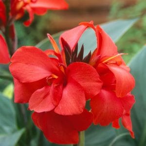 Kana rdeča 'Scarlet'