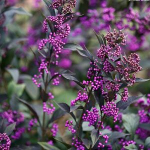 Modroplodnica 'Pearl Glam'