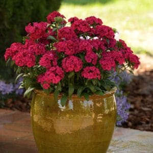 Nelke Robinio (Kopija)