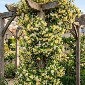 Stern-Jasmin (Kopija)