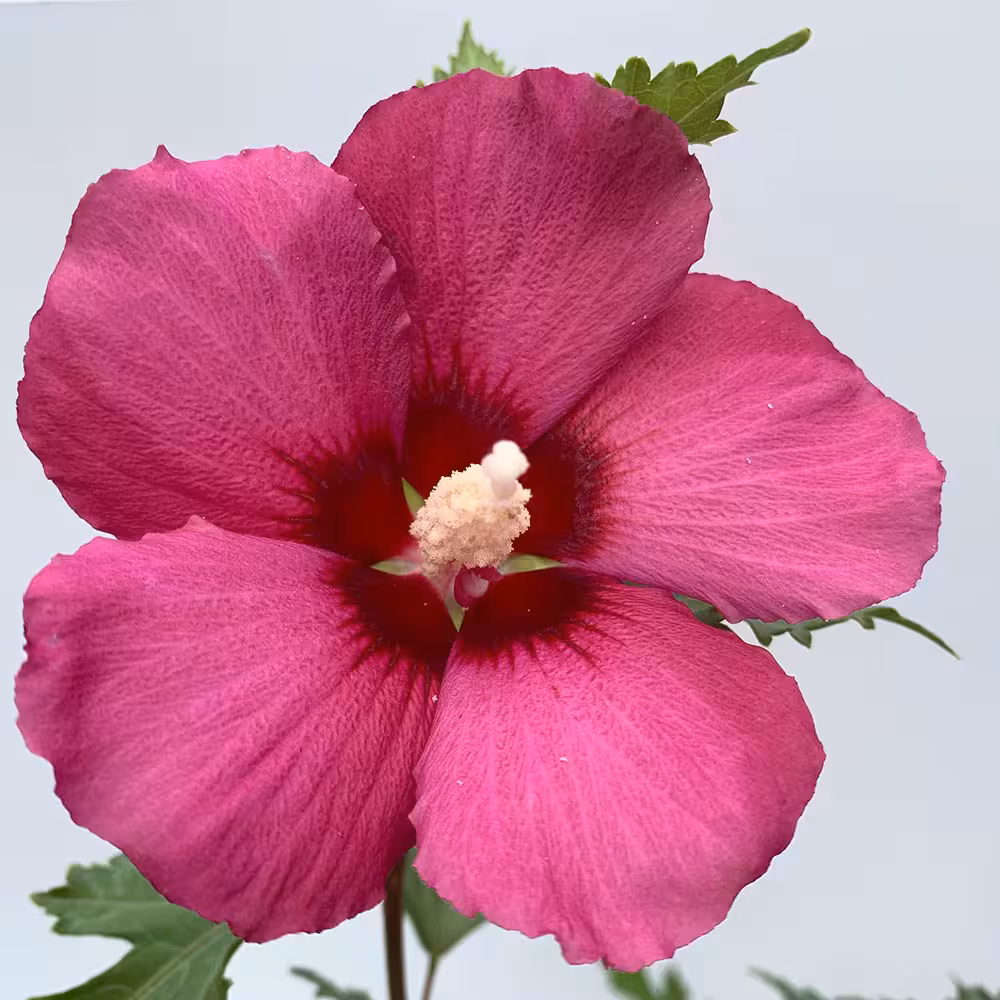 Hibiskus 'Flower Tower Ruby' - slika 2
