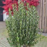 Filirea 'Grand Prix'