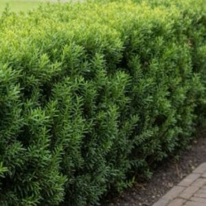 Eibe "Hillii"- Taxus media (ohne Früchte) (Kopija)
