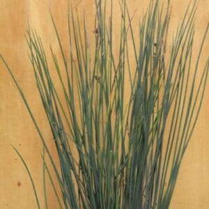 Juncus effusus ''Spiralis'' (Kopija)