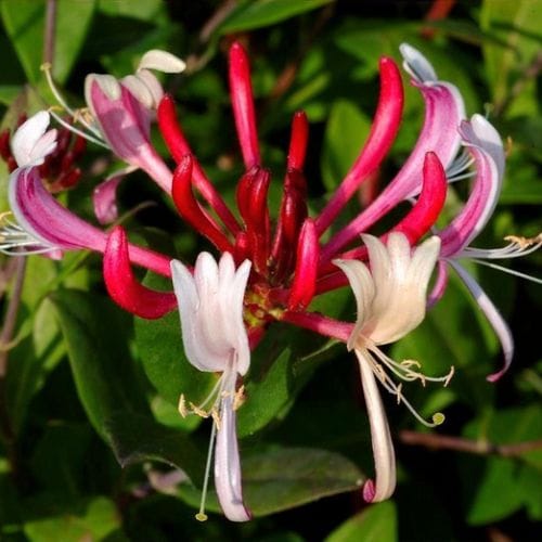 Orlovi nokti 'Dropmore Scarlet' (Kopija)