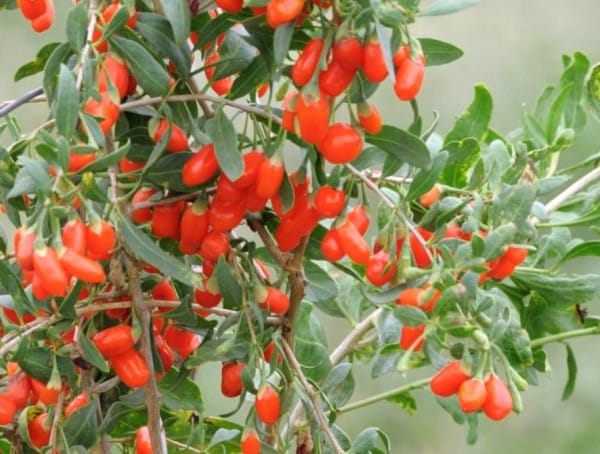 Crnoplodna aronija 'Nero' (Kopija)