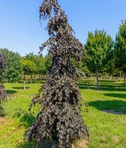 Crvenolisna bukva Atropurpurea (Kopija)