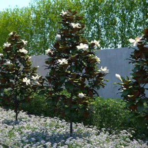 Magnolija Little Gem