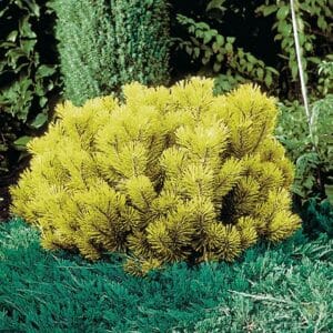 Pritlikavo rušje Winter Gold