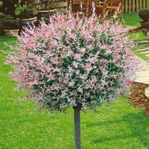 Japonska vrba Hakuro-nishiki