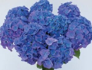 Rispenhortensie 'Limelight' (Kopija) (Kopija) (Kopija) (Kopija) (Kopija)