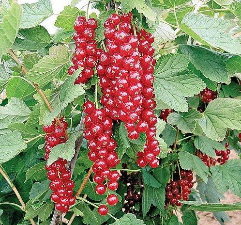 New-currant-rovada Roter Johannisbeer-Rovada – Bild 1