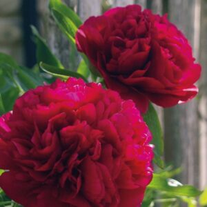 Grm božura (Kopija) (Kopija)