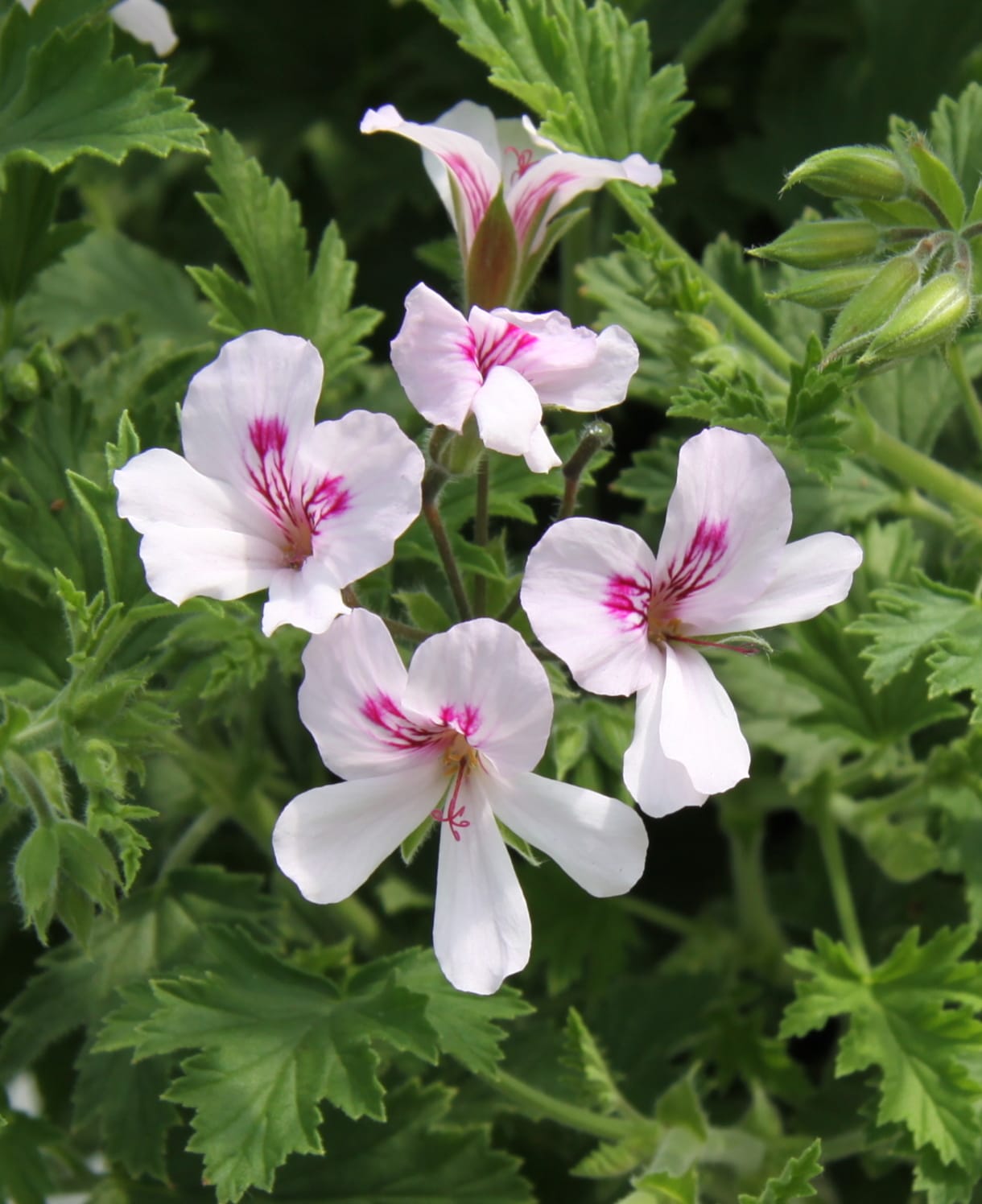 Dišeča pelargonija Lemon