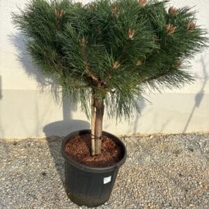 Pinus mugo Pumillo (planinski bor ili ruvet) (Kopija) (Kopija)