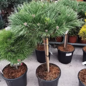 Pritlikavi črni bor Brepo na deblu 40 cm