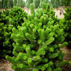 Pinus mugo Pumillo (planinski bor ili ruvet) (Kopija) (Kopija)