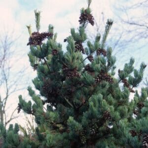 Pinus mugo Pumillo (planinski bor ili ruvet) (Kopija) (Kopija) (Kopija)
