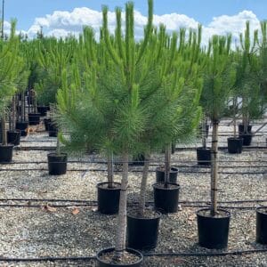 Pinus mugo Pumillo (planinski bor ili ruvet) (Kopija) (Kopija) (Kopija) (Kopija)