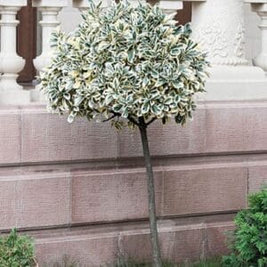 Trdoleska Emerald Gaiety na deblu