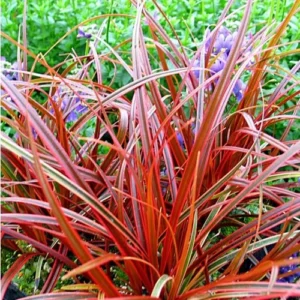 Uncinija - Uncinia rubra Everflame