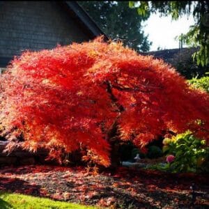 Japanischer Ahorn, flauschiger 'Orange Dream' (Kopija) (Kopija)