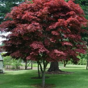 Japanischer Ahorn, flauschiger 'Orange Dream' (Kopija) (Kopija) (Kopija)