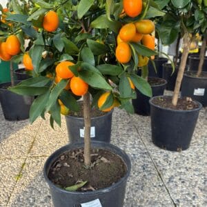 Feige - Ficus carica 'Brauner Truthahn' (Kopija) (Kopija) (Kopija)