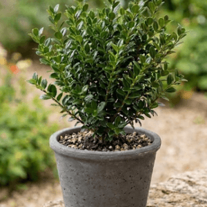 Japanska bodlja "Tamno zelena" (Ilex crenata) (Kopija)