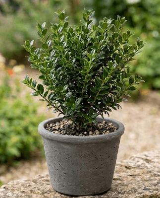 Bodika "Dark Green"