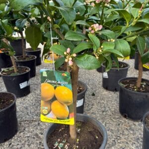 Feige - Ficus carica 'Brauner Truthahn' (Kopija) (Kopija) (Kopija) (Kopija)