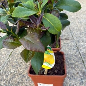 Feige - Ficus carica 'Brauner Truthahn' (Kopija) (Kopija) (Kopija) (Kopija)