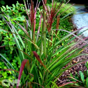 Kitajski trstikovec - Miscantus sinensis 'Brasil'