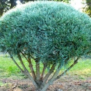 Pinus mugo Pumillo (planinski bor ili ruvet) (Kopija) (Kopija) (Kopija) (Kopija)