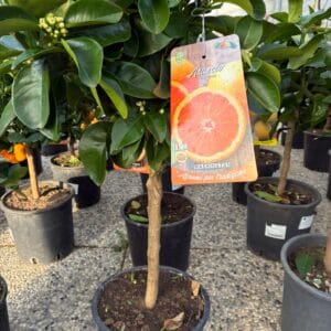 Feige - Ficus carica 'Brauner Truthahn' (Kopija) (Kopija)
