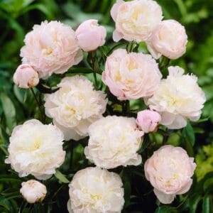 Potonika ‘Shirley Temple‘