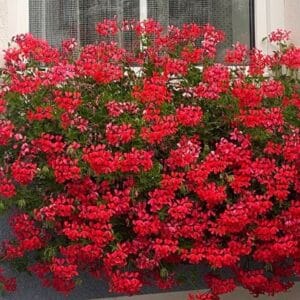 Bršljinka viseča rdeča p10