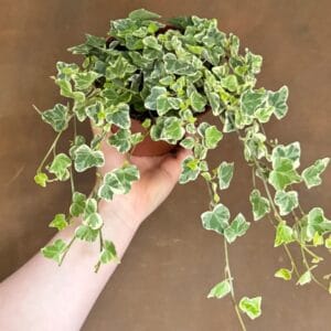 Bršljan pisanolistni White Wonder