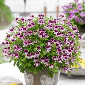 Dišeča pelargonija Mosquitaway-Eva