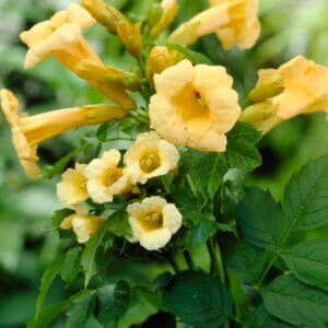 Jasminova troblja 'Golden Trumpet'