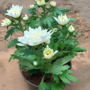 Krizantema Snow Star p10