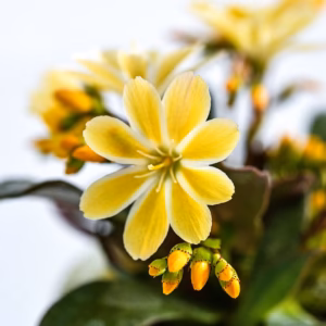 Levizija Elise Golden Yellow