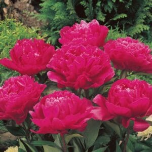 Pfingstrosenbusch (Kopija) (Kopija) (Kopija) (Kopija) (Kopija) (Kopija)