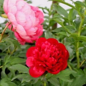 Potonika ‘Sarah Bernhard‘