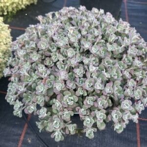 Sedum 'Silberne Rosen' (Kopija) (Kopija)