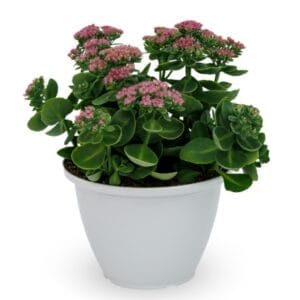 Sedum 'Surrender Rose'